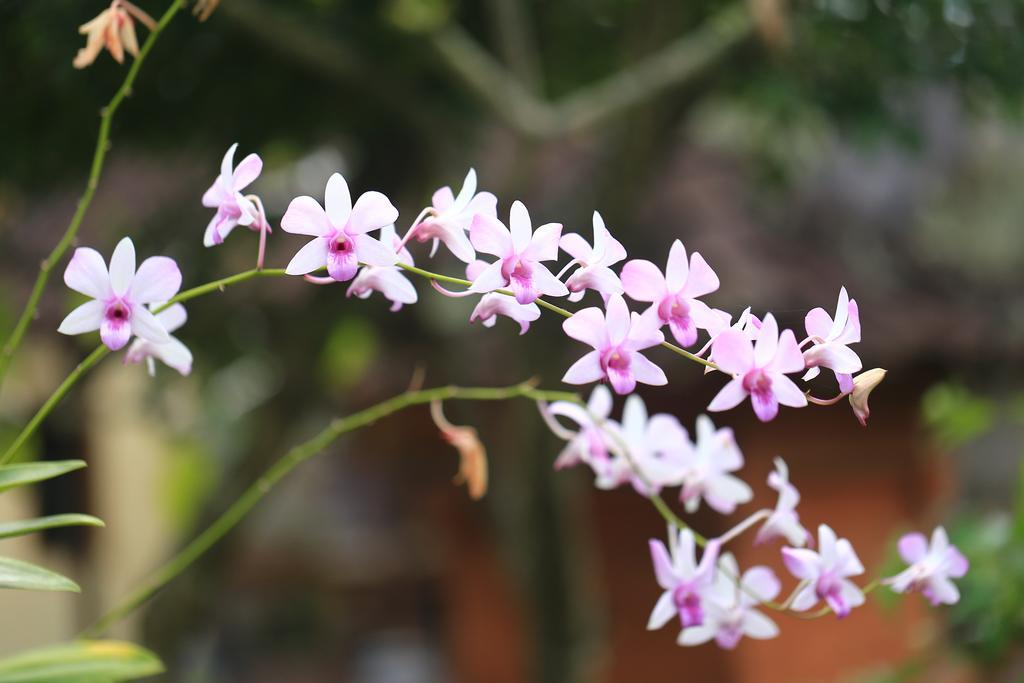 Gembala Homestay อูบุด ภายนอก รูปภาพ